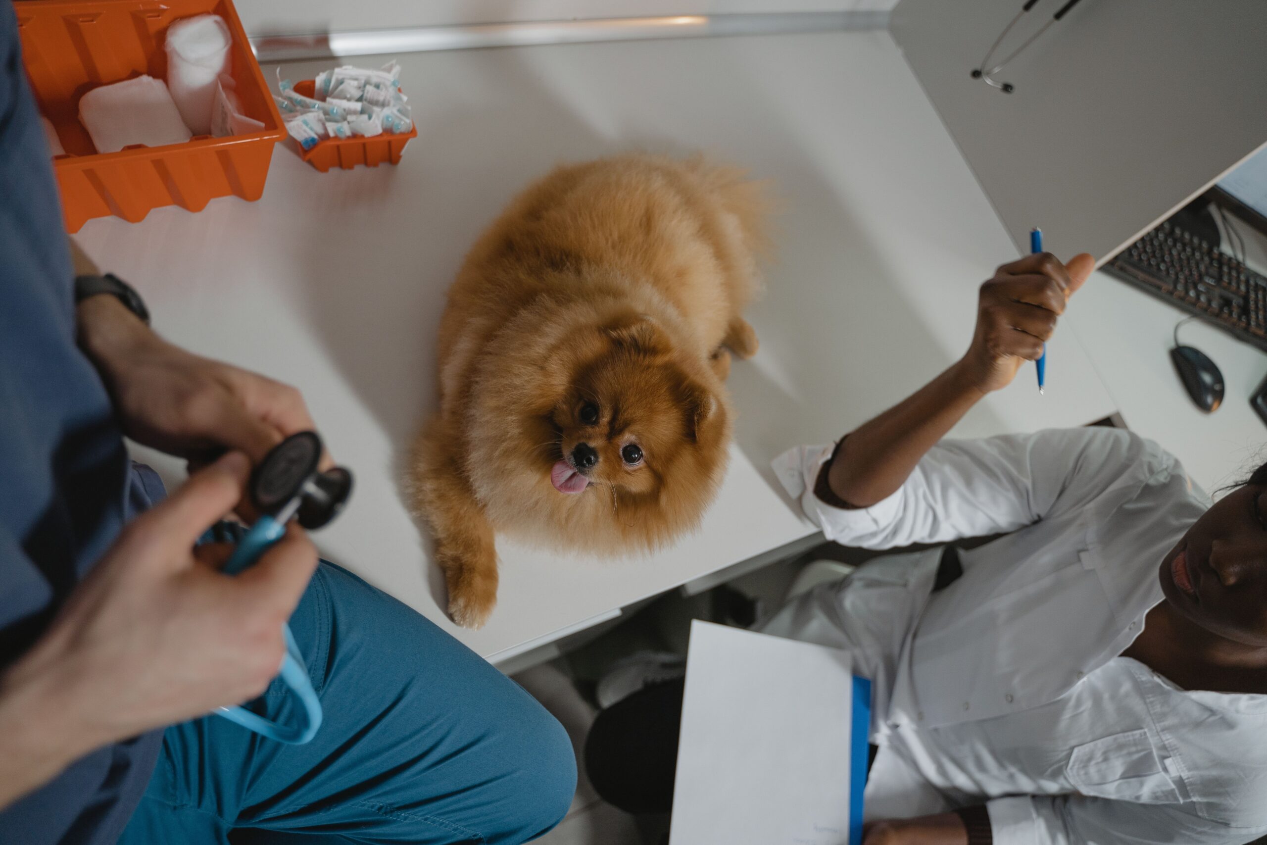 Pexels Tima Miroshnichenko 6235116